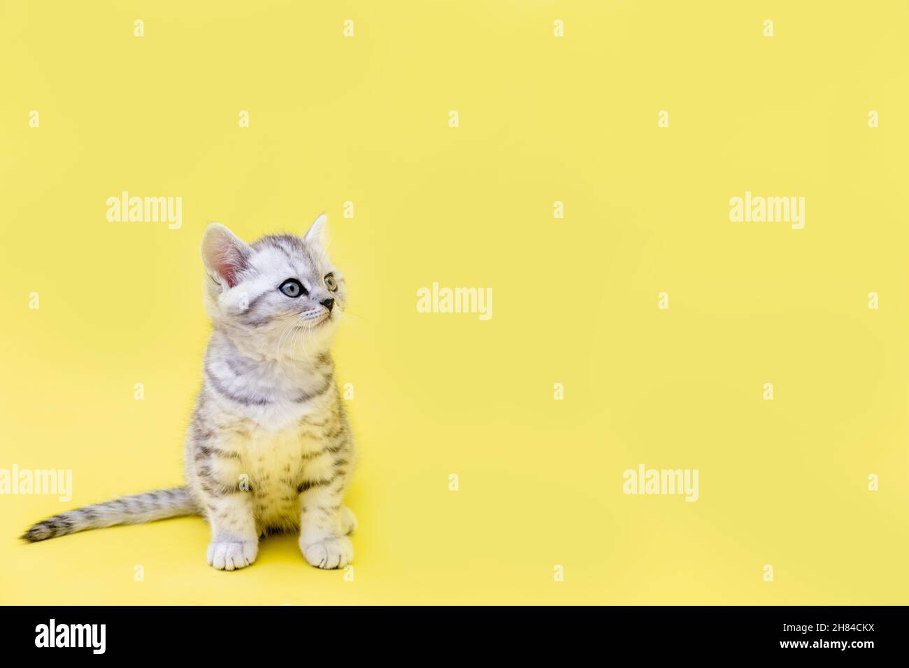 Portrait cute little funny striped Scottish fold grey Kitten cat sitting on yellow studio background. Copyspace for text Stock Photo