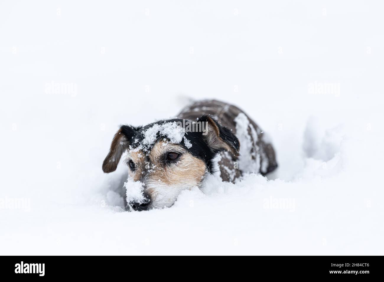 Are Jack Russell Terriers Protective