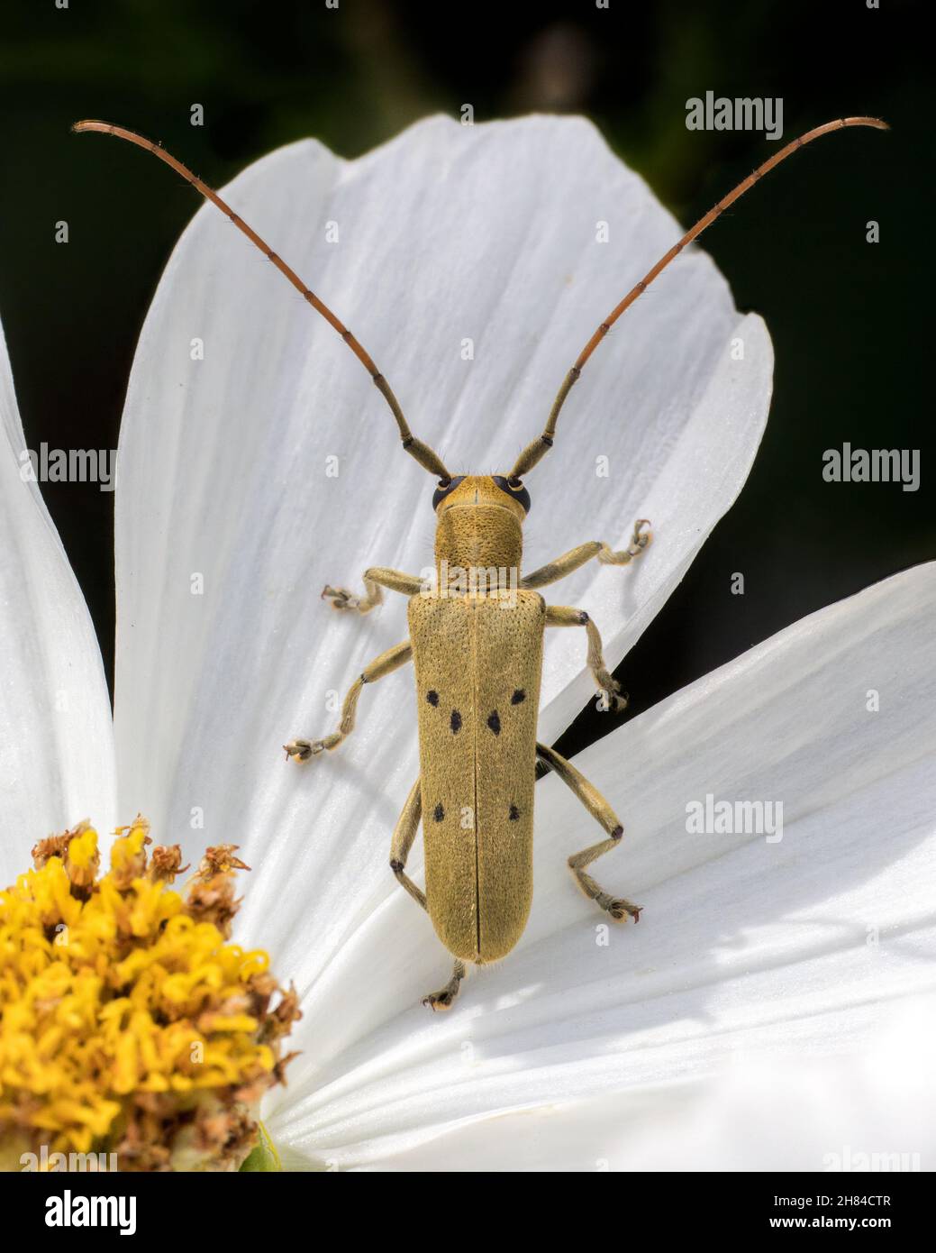 Linden Borer longhorned beetle in flower Stock Photo
