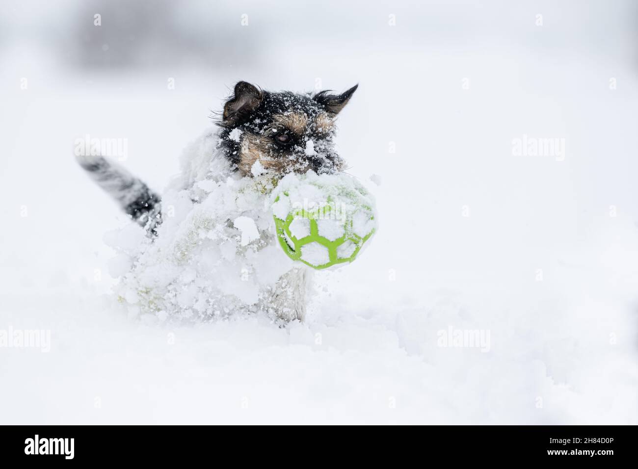 small dog 12 years old is running fast over a meadow in the snowy winter wears a warm coat  and holding a ball in its mouth Stock Photo