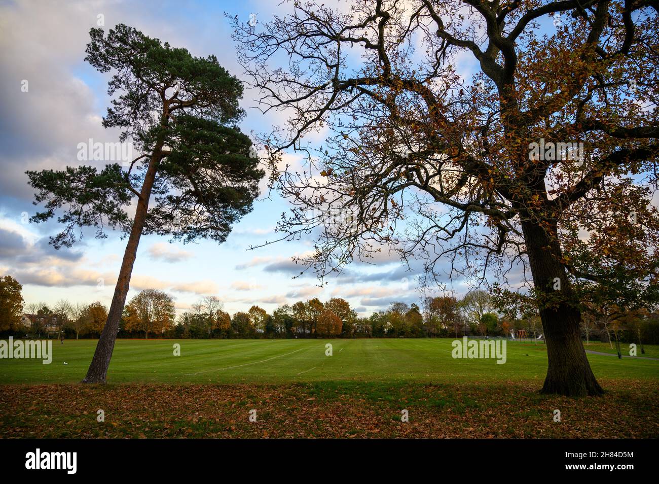 Fall (autumn) trees in Blake Recreation Ground in West Wickham, Kent