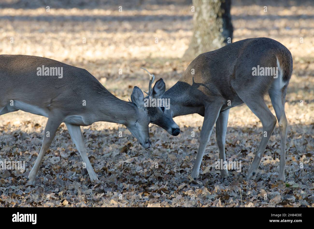 White-tailed Deer, Odocoileus virginianus, young bucks sparring Stock Photo