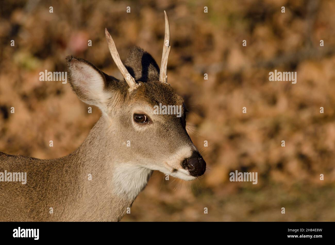 White-tailed Deer, Odocoileus virginianus, young buck Stock Photo