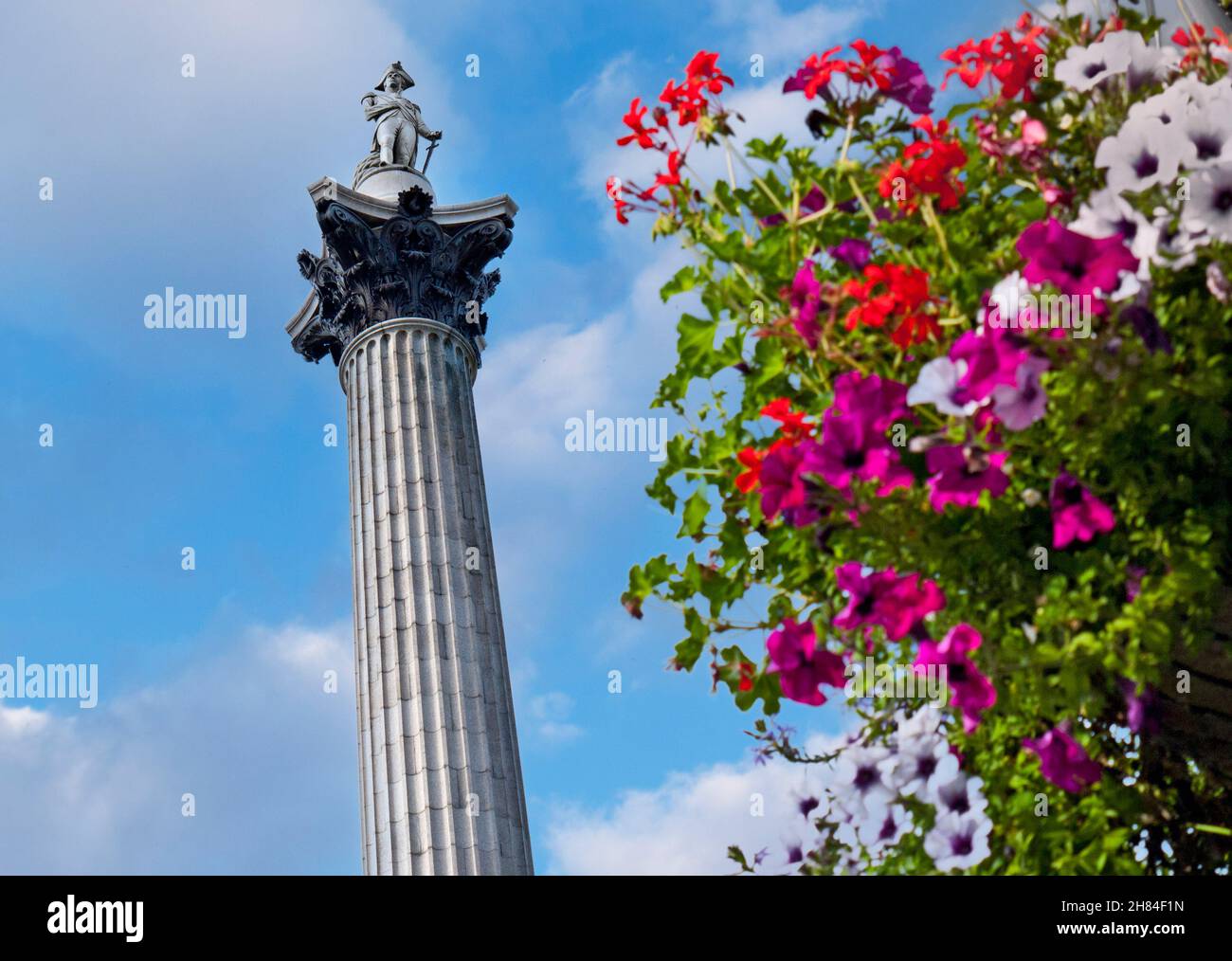 Nelsons Column in Trafalgar Square with spring/summer blossom in