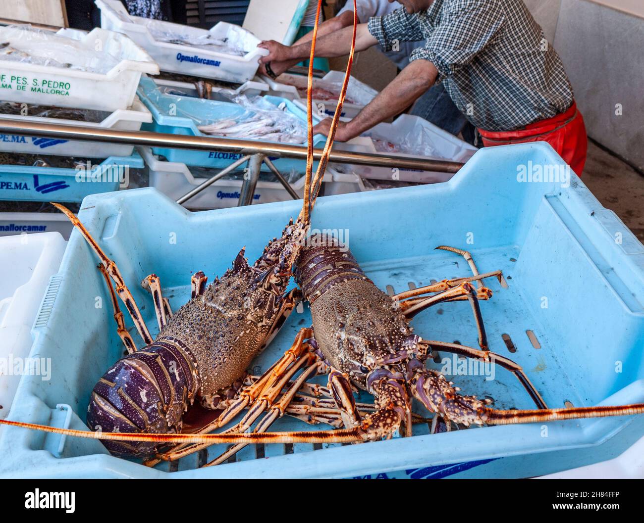 Lobsters Spain Mallorca EU Fishermen sorting and unloading their daily