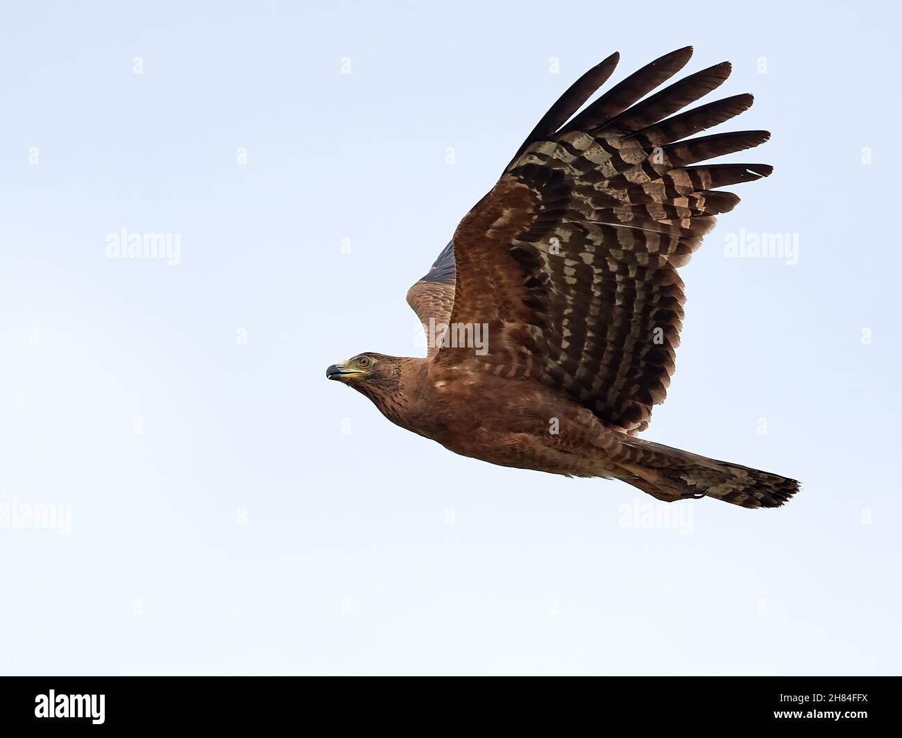 Juvenile african harrier hawk hi-res stock photography and images - Alamy
