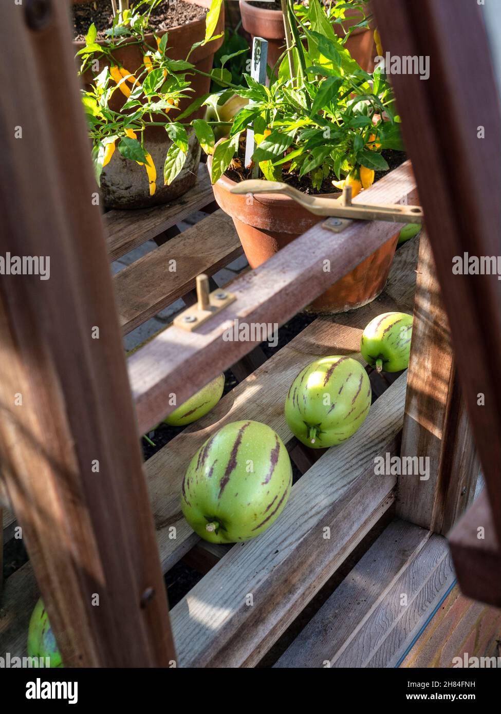 Greenhouse (traditional wooden) window open to Pepino melons 'Solanum muricatum' species of evergreen fruit native to South America maturing and air ripening with chilli peppers yellow 'CHUPETINHO' potted in sunlight behind. Autumnal horticultural scene of edible produce. Stock Photo