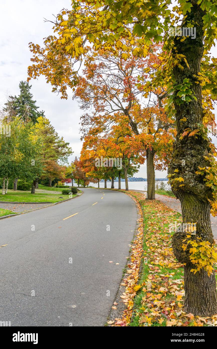 Very colorful autumn trees along the shore of Lake Washington in ...