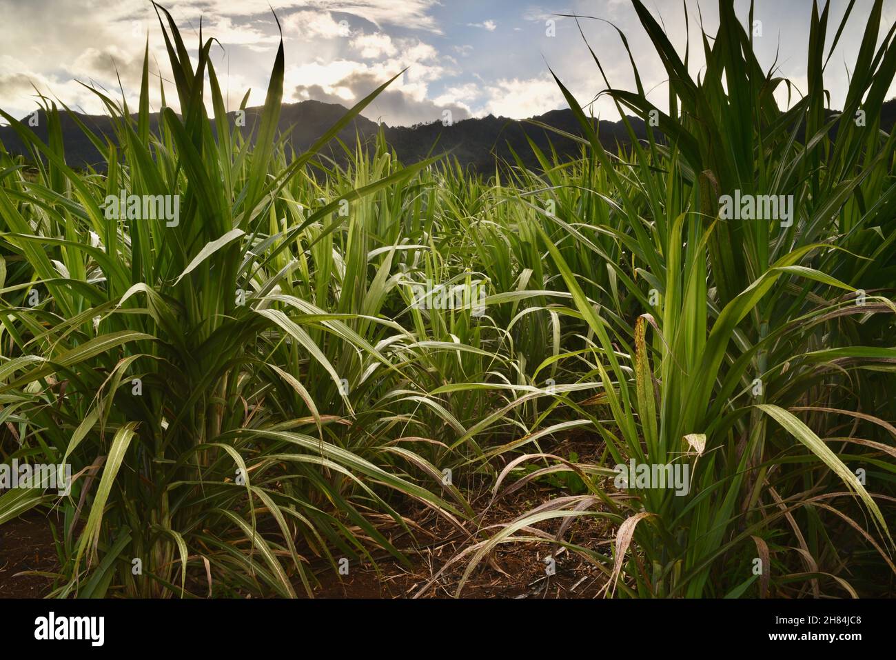 Lush green field of Ko, or sugarcane, at Kō Hana Distillers at sunset, home of Kō Hana Hawaiian Agricole Rum, Kunia, Hawaii, USA Stock Photo
