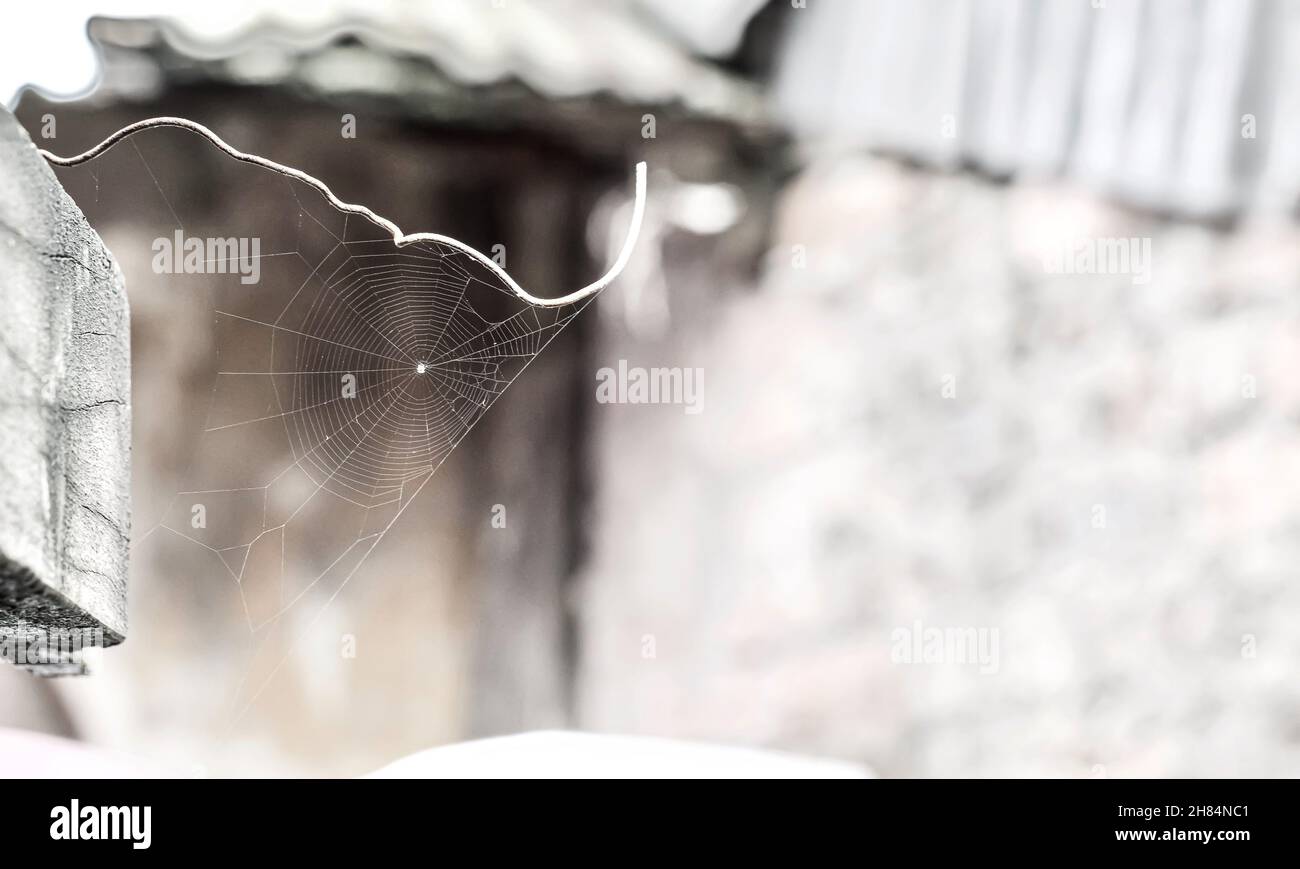 Neat and tidy web of small spider. Concept of trap and antique. Stock Photo