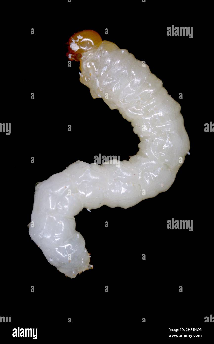 larva of Stem Borer Sawfly Cephus pygmaeus (Cephidae). It is a important pest of cereals. Stock Photo