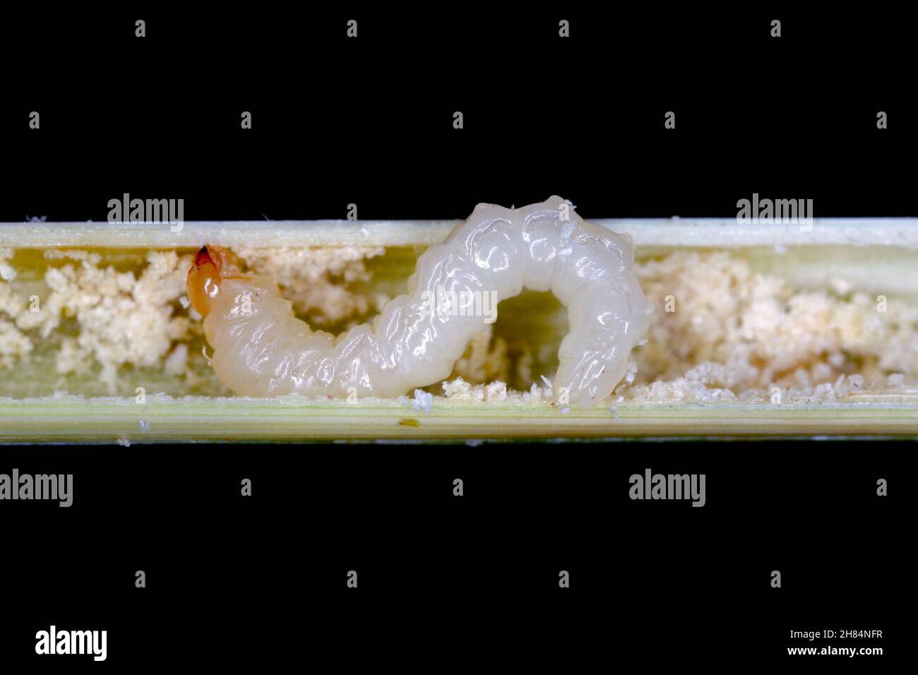 larva of Stem Borer Sawfly Cephus pygmaeus (Cephidae) inside the stalk of cereals. It is a important pest of cereals. Stock Photo