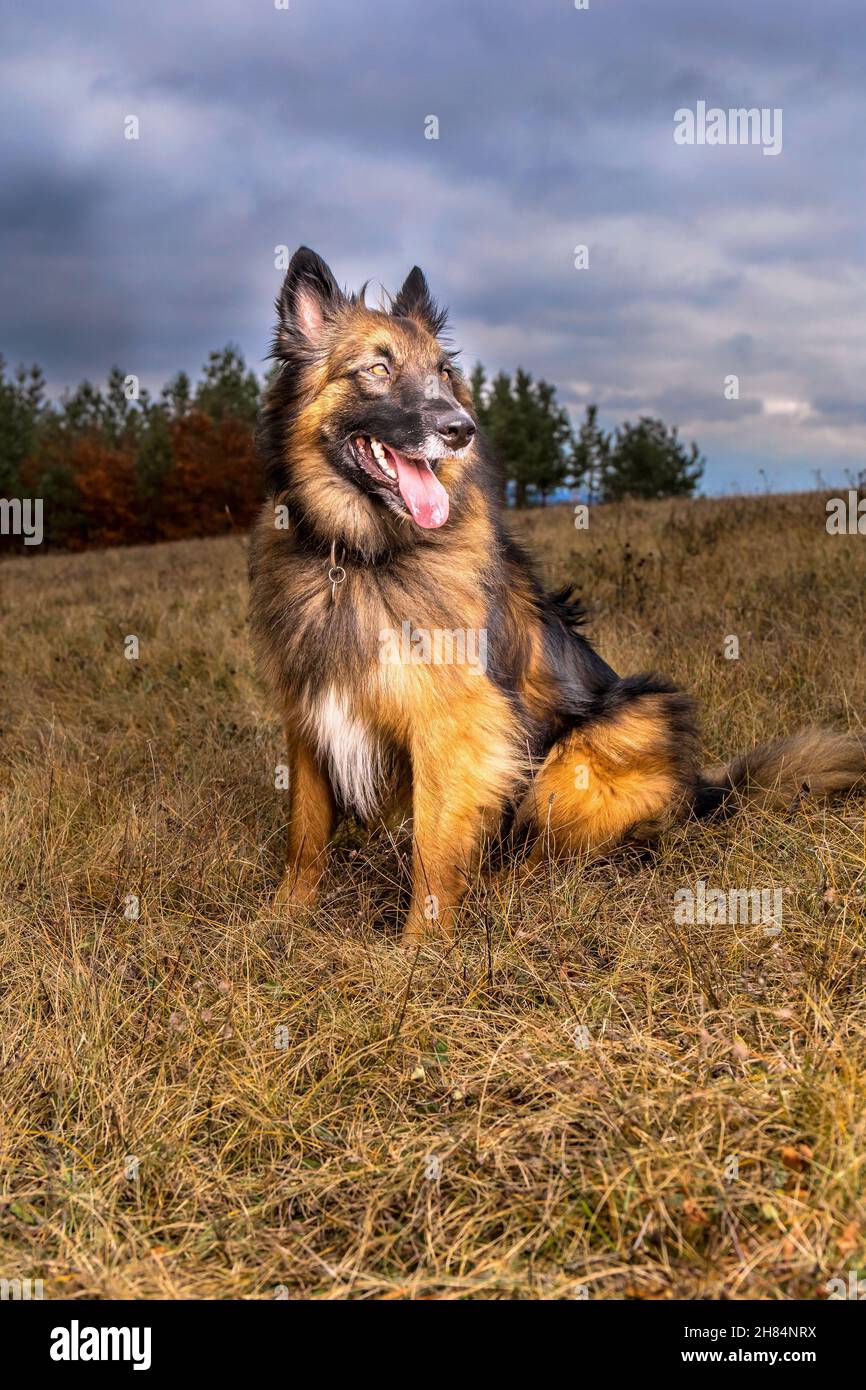 Czech sheepdog hi-res stock photography and images - Alamy