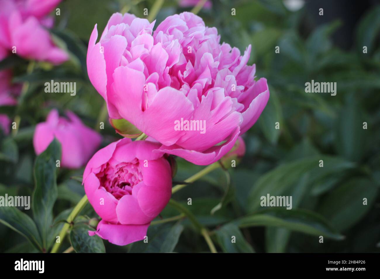 pink peony flower petals closeup macro romantic background Stock Photo ...
