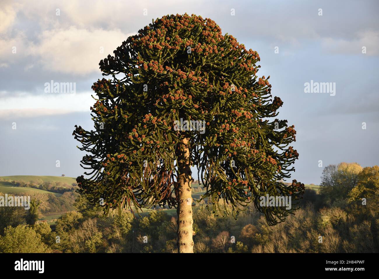 Full-Frame Image of the Top of a Monkey Puzzle Tree (Araucaria araucaria) in Full Bloom in the Autumn Sun in Mid-Wales, UK Stock Photo