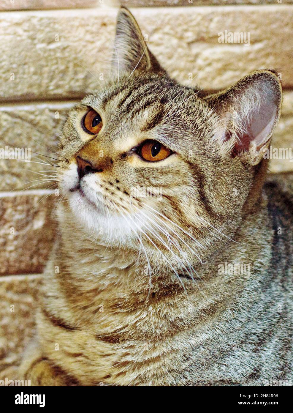 portrait of a golden tabby chinchilla cat on a brick wall background, cats and cats in the house, pets, their photos and their lives Stock Photo