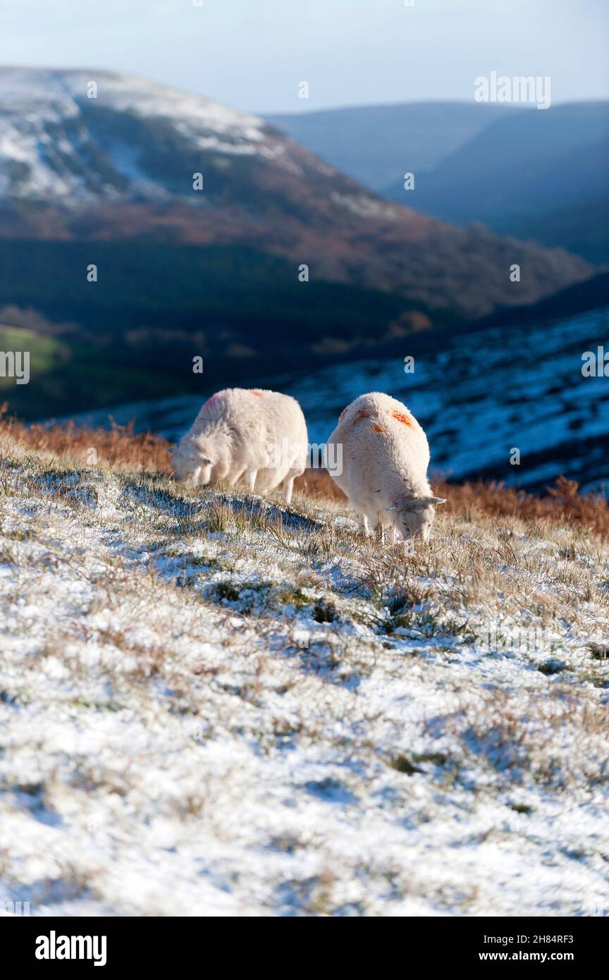 Brecon Beacons, Powys, Wales, UK. 27th Nov, 2021. Sheep forage for grass in a wintry landscape after snow fell overnight on high land in the Brecon Beacons National Park in Powys, Wales, UK Credit: Graham M. Lawrence/Alamy Live News Stock Photo