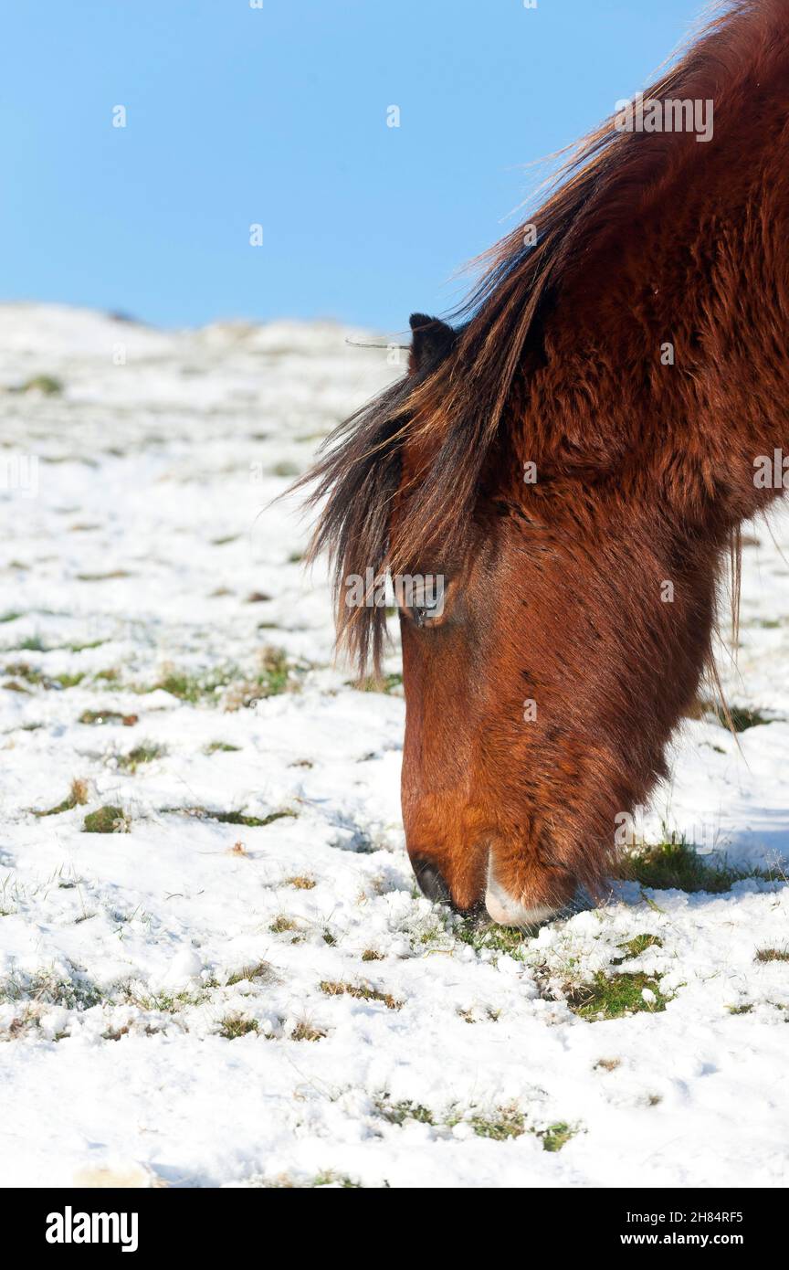 Brecon Beacons, Powys, Wales, UK. 27th Nov, 2021. Welsh mountain ponies forage for grass beneath the snow in a wintry landscape after snow fell overnight on high land in the Brecon Beacons National Park in Powys, Wales, UK Credit: Graham M. Lawrence/Alamy Live News Stock Photo