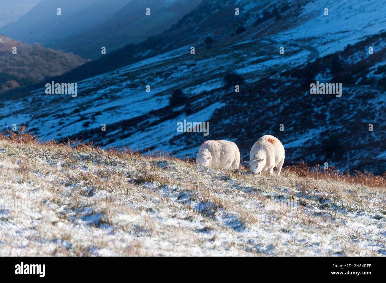 Brecon Beacons, Powys, Wales, UK. 27th Nov, 2021. Sheep forage for grass in a wintry landscape after snow fell overnight on high land in the Brecon Beacons National Park in Powys, Wales, UK Credit: Graham M. Lawrence/Alamy Live News Stock Photo