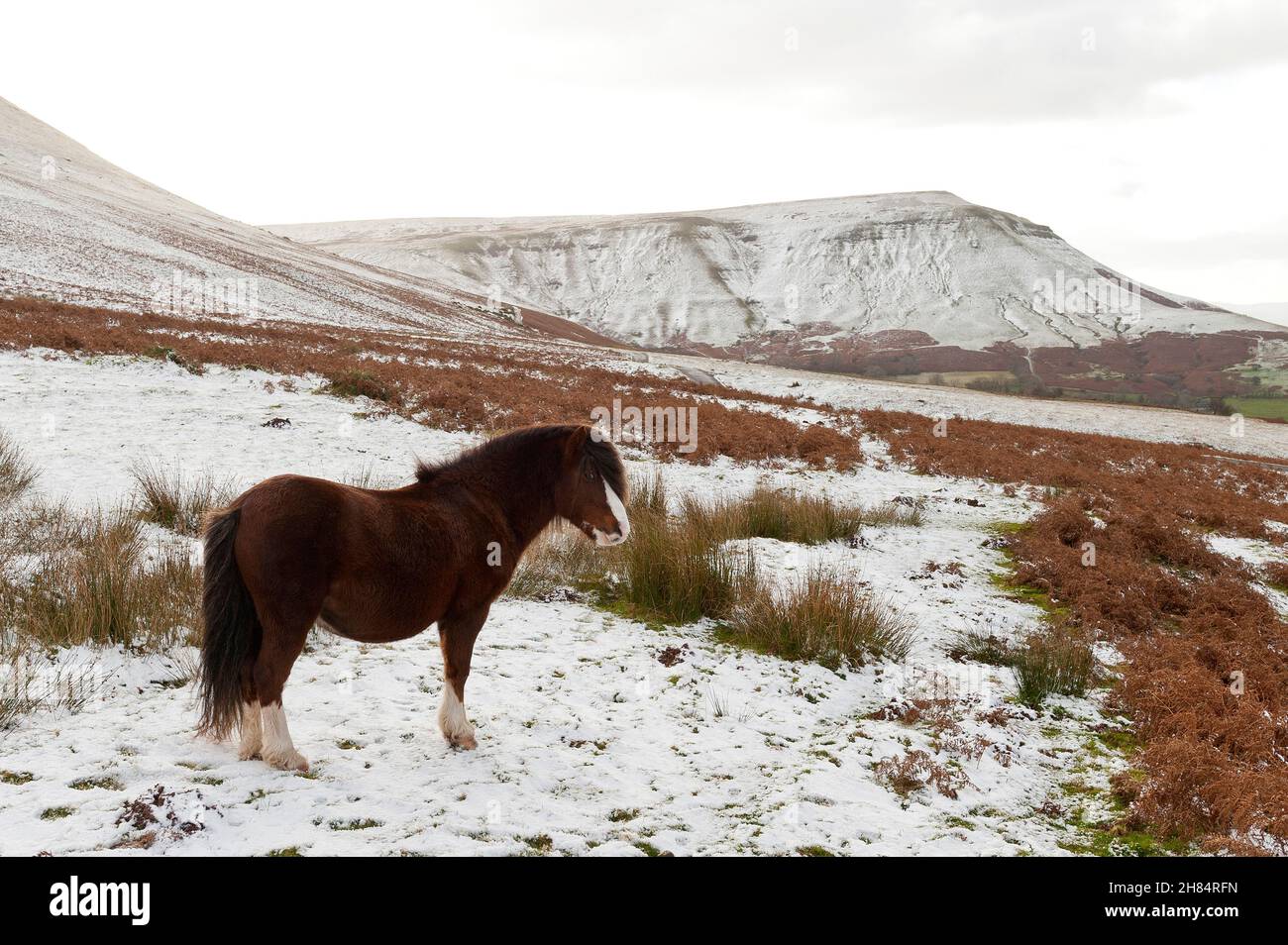 Brecon Beacons, Powys, Wales, UK. 27th Nov, 2021. Welsh mountain ponies are seen in a wintry landscape after snow fell overnight on high land in the Brecon Beacons National Park in Powys, Wales, UK Credit: Graham M. Lawrence/Alamy Live News Stock Photo