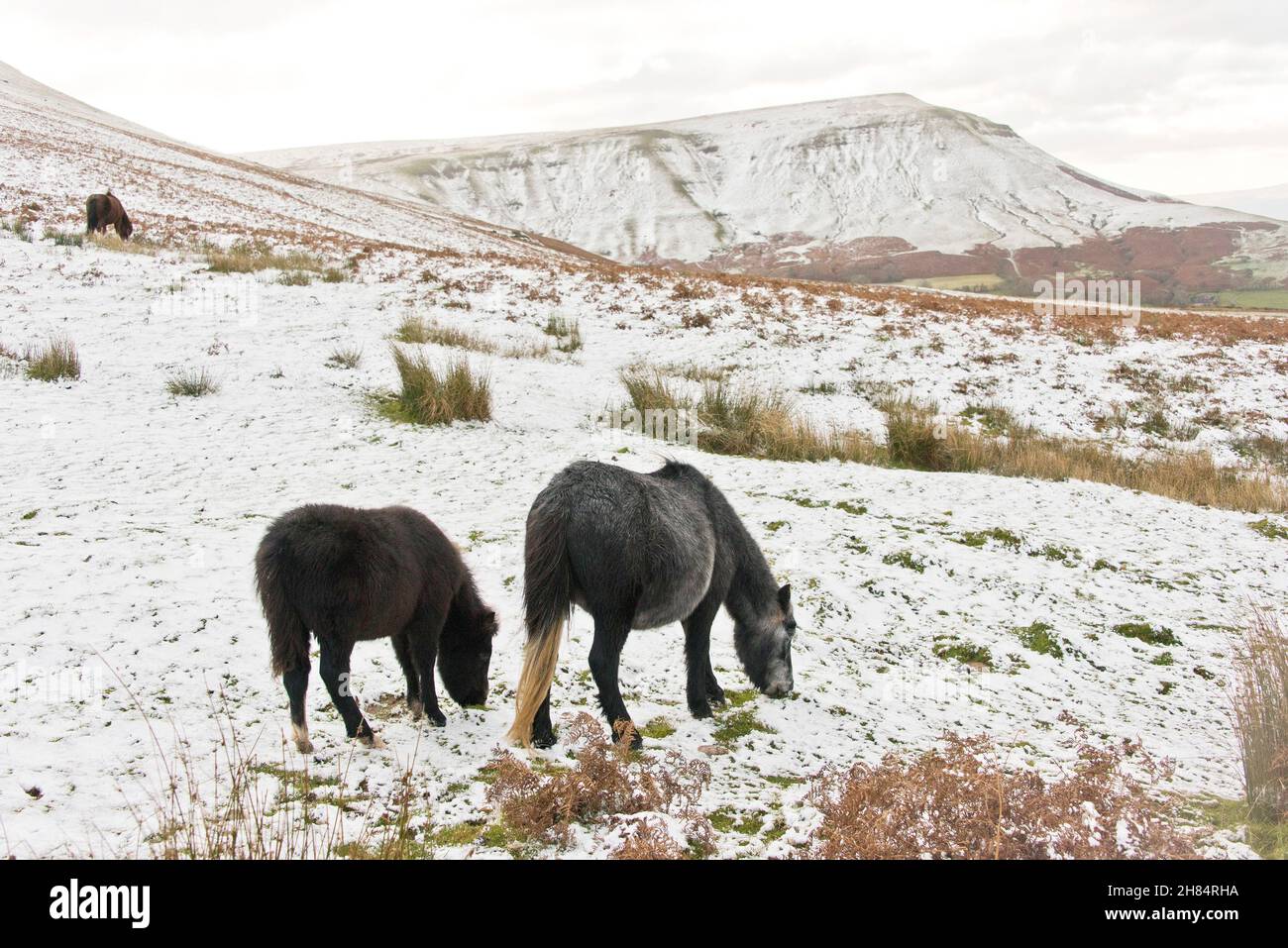 Brecon Beacons, Powys, Wales, UK. 27th Nov, 2021. Welsh mountain ponies forage for grass beneath the snow in a wintry landscape after snow fell overnight on high land in the Brecon Beacons National Park in Powys, Wales, UK Credit: Graham M. Lawrence/Alamy Live News Stock Photo