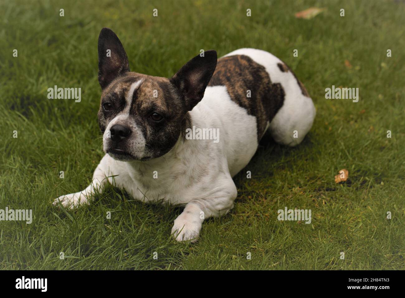 Chibull dog hi-res stock photography and images - Alamy