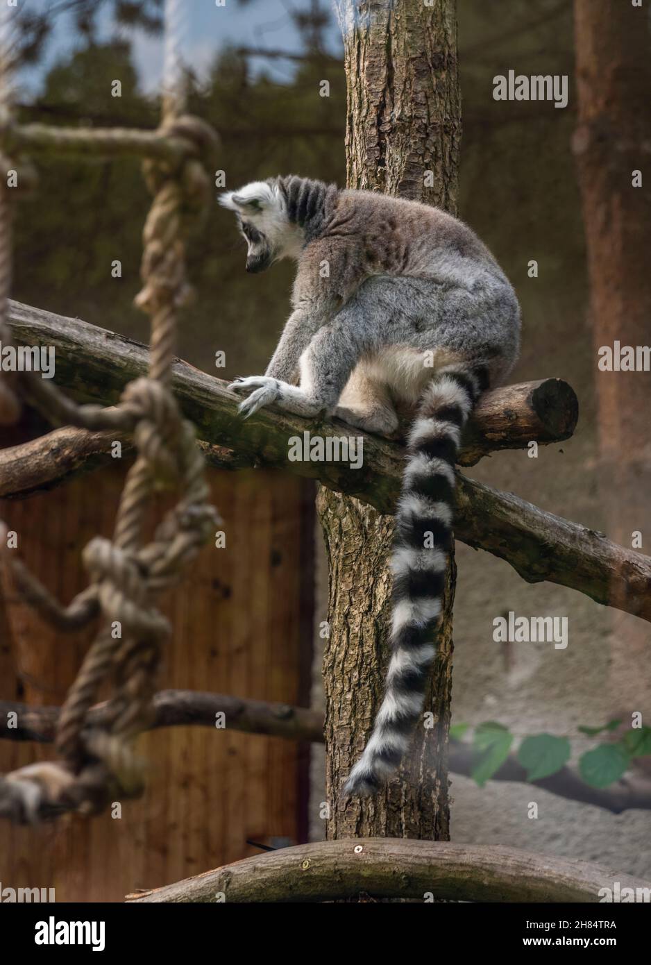 Lemur animal on wood with long striped black and white tail Stock Photo