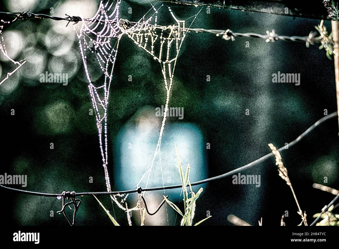 Structural Spiders web, natural patterns and structures in the natural ...