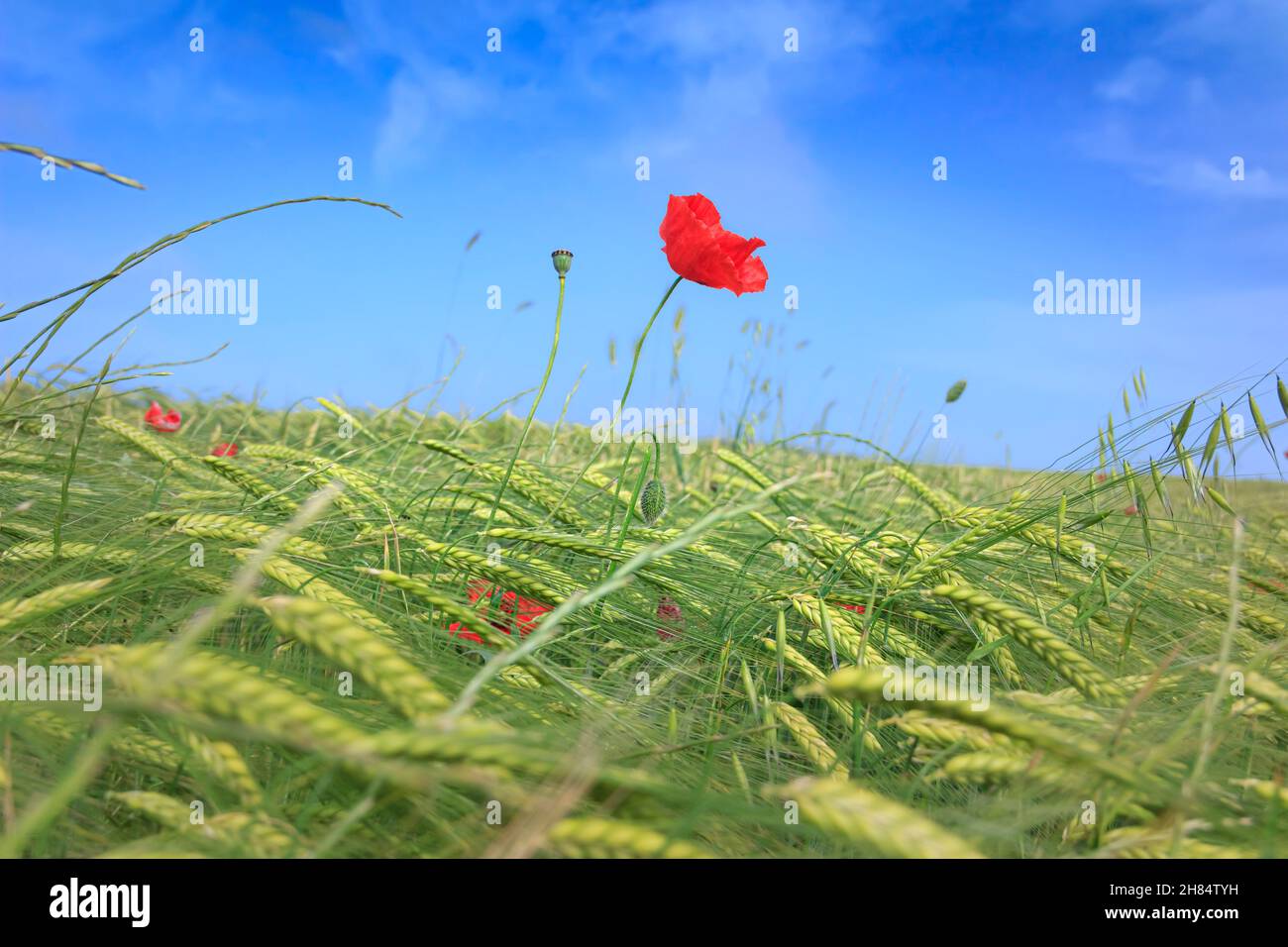 Springtime: lone poppy on green wheat field with blue sky. Stock Photo