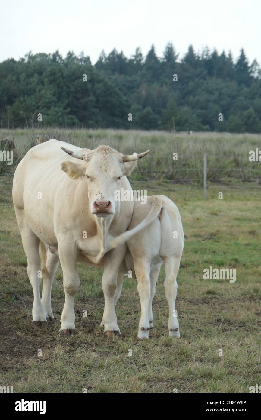 A white cow and calf cuddle in the pasture, seen from the front and close up. Stock Photo