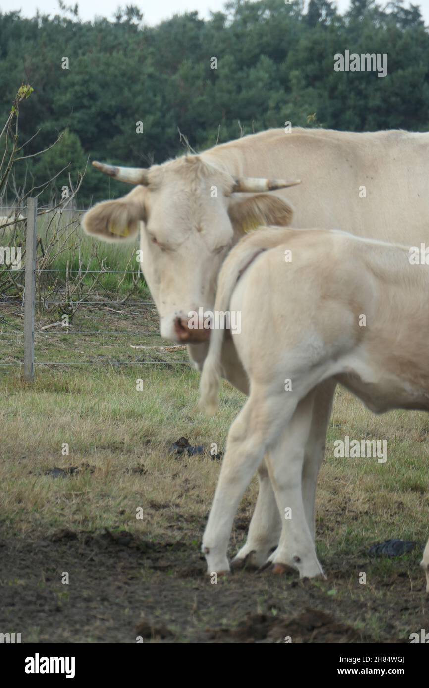 A white cow and calf cuddle in the pasture, seen from the front and close up. Stock Photo