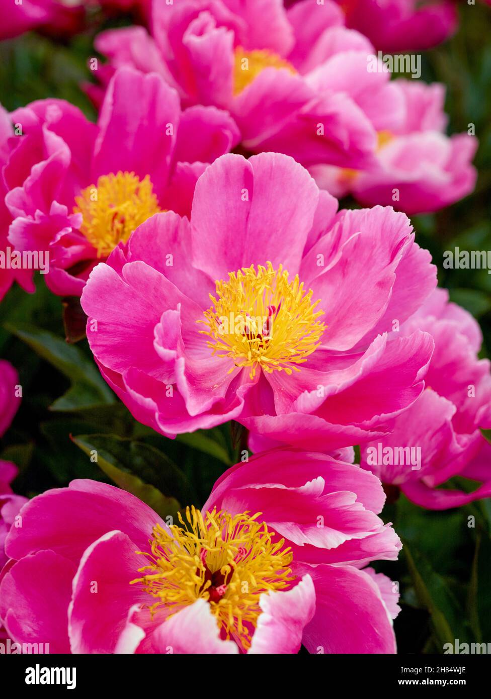 Gorgeous flower portrait of pink Peony in an urban garden setting ...