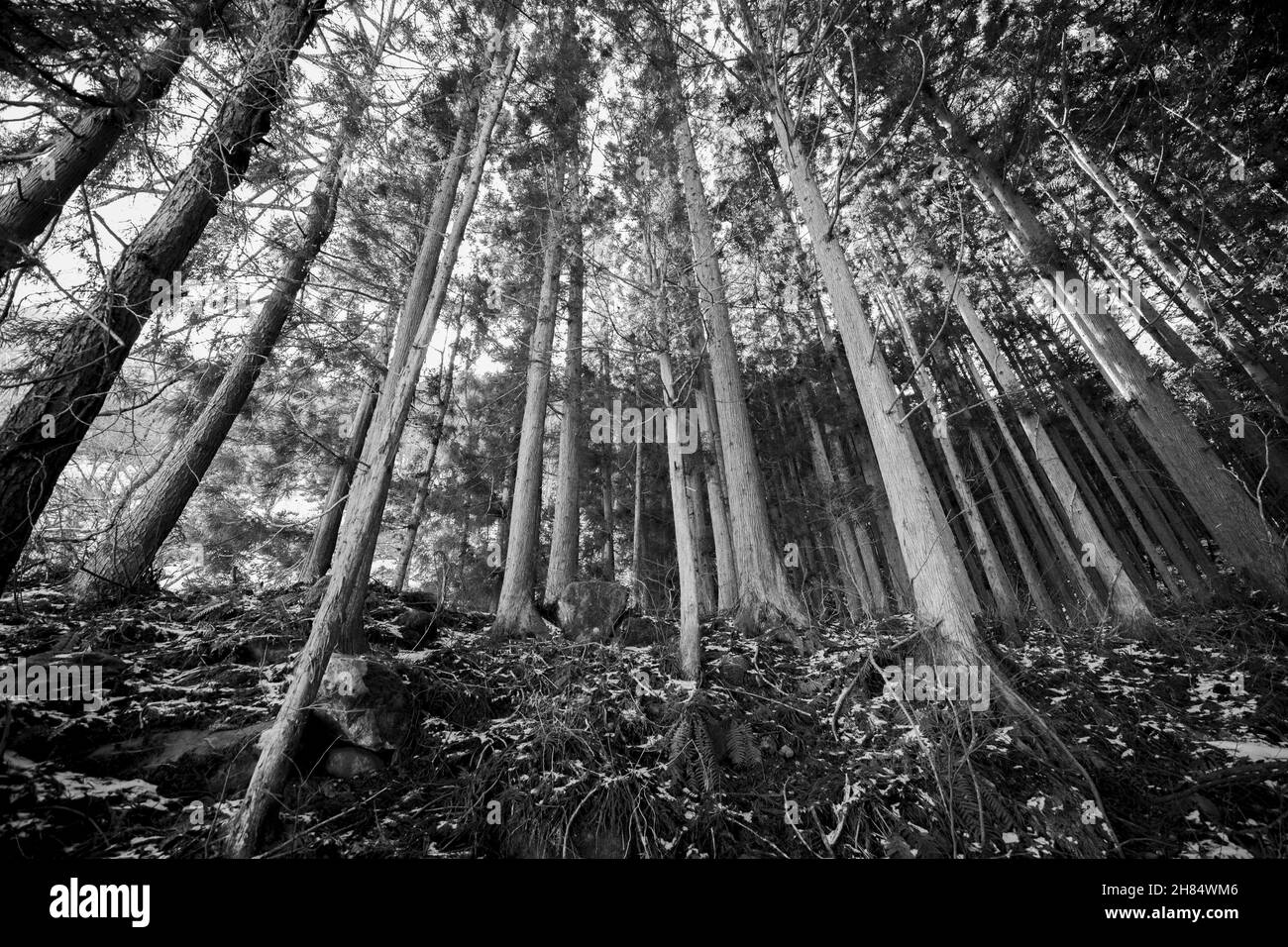 Grayscale low angle shot of tall trees in a forest Stock Photo - Alamy