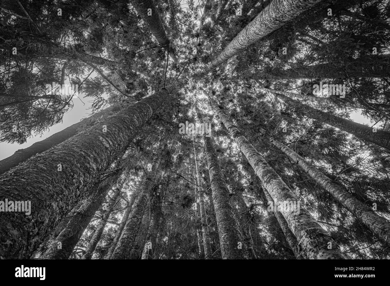 Grayscale low angle shot of tall trees in a forest Stock Photo - Alamy