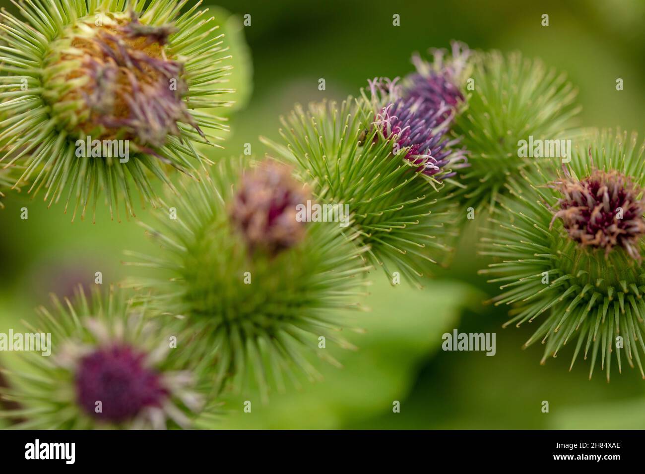 Burdock just flowering, natural close-up plant portrait Stock Photo