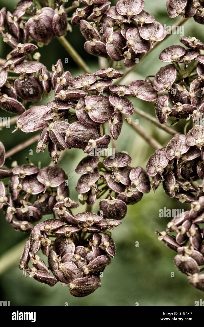 Very close-up Heracleum sphondylium,common hogweed, seeded in close up showing the natural patterns and textures in the environment Stock Photo