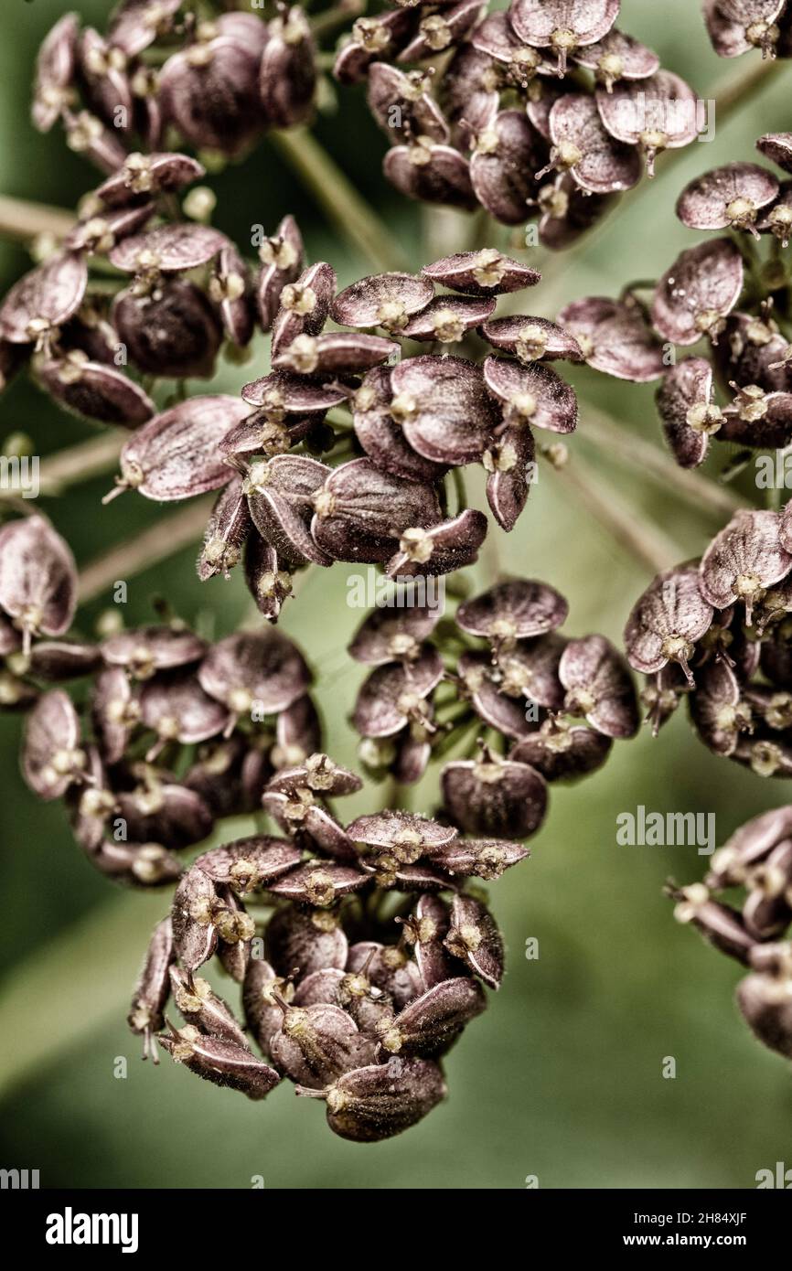 Very close-up Heracleum sphondylium,common hogweed, seeded in close up showing the natural patterns and textures in the environment Stock Photo