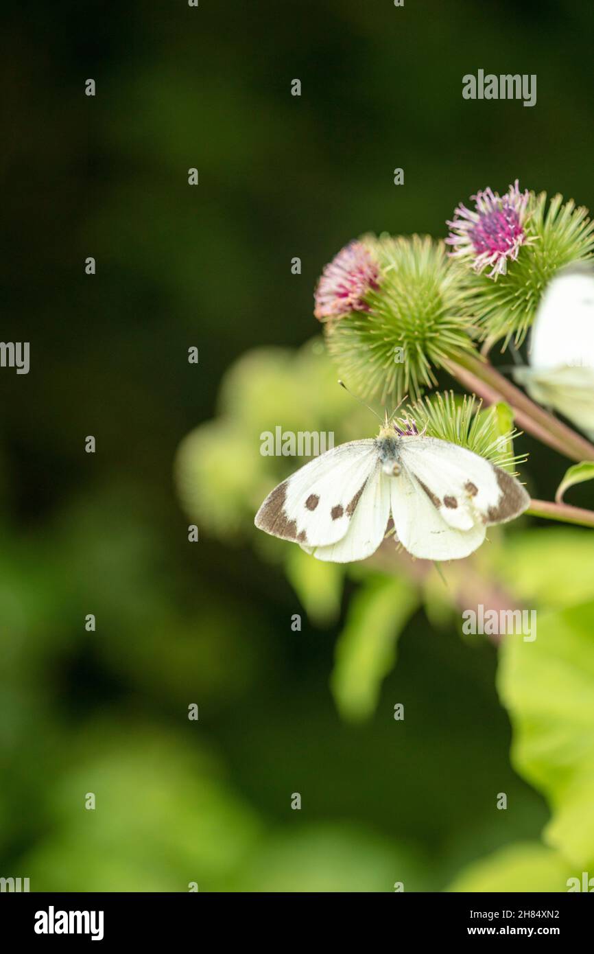 Cabbage white butterfly on common / wood Burdock. Natural closeup