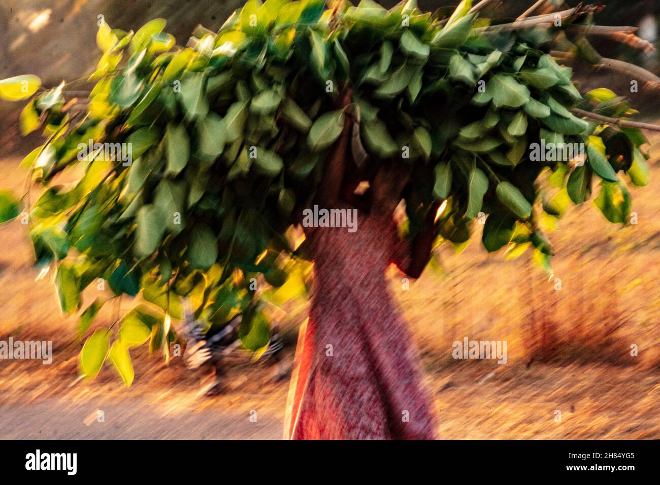 Beauty of rural Goa. High resolution intimate recollection of idyllic ...