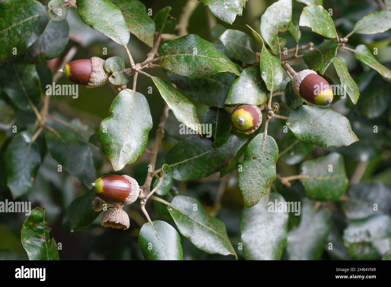 Oak acorns maturing Stock Photo