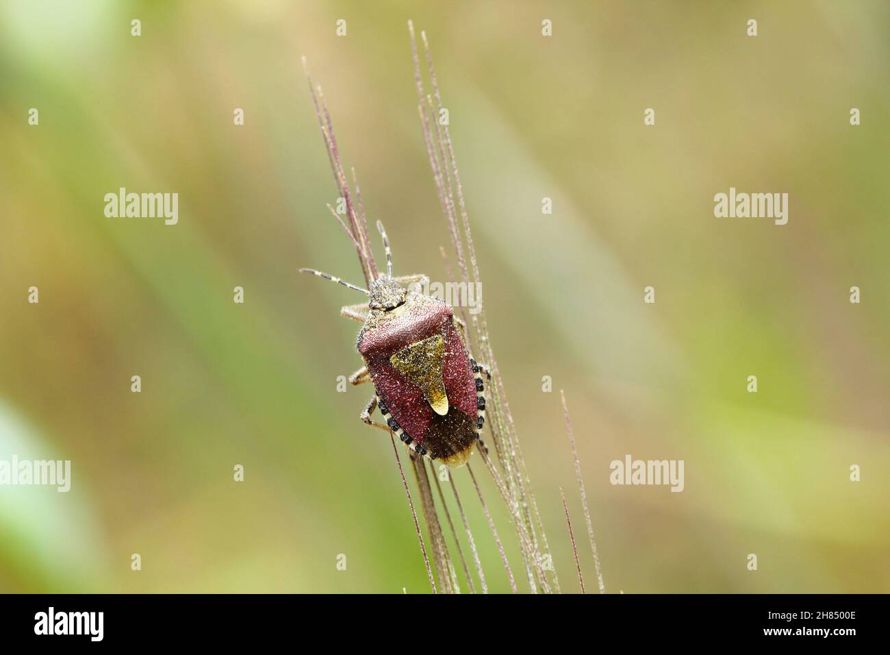 Dolycoris baccarum, the sloe bug, is a species of shield bug in the family Pentatomidae on barley Stock Photo