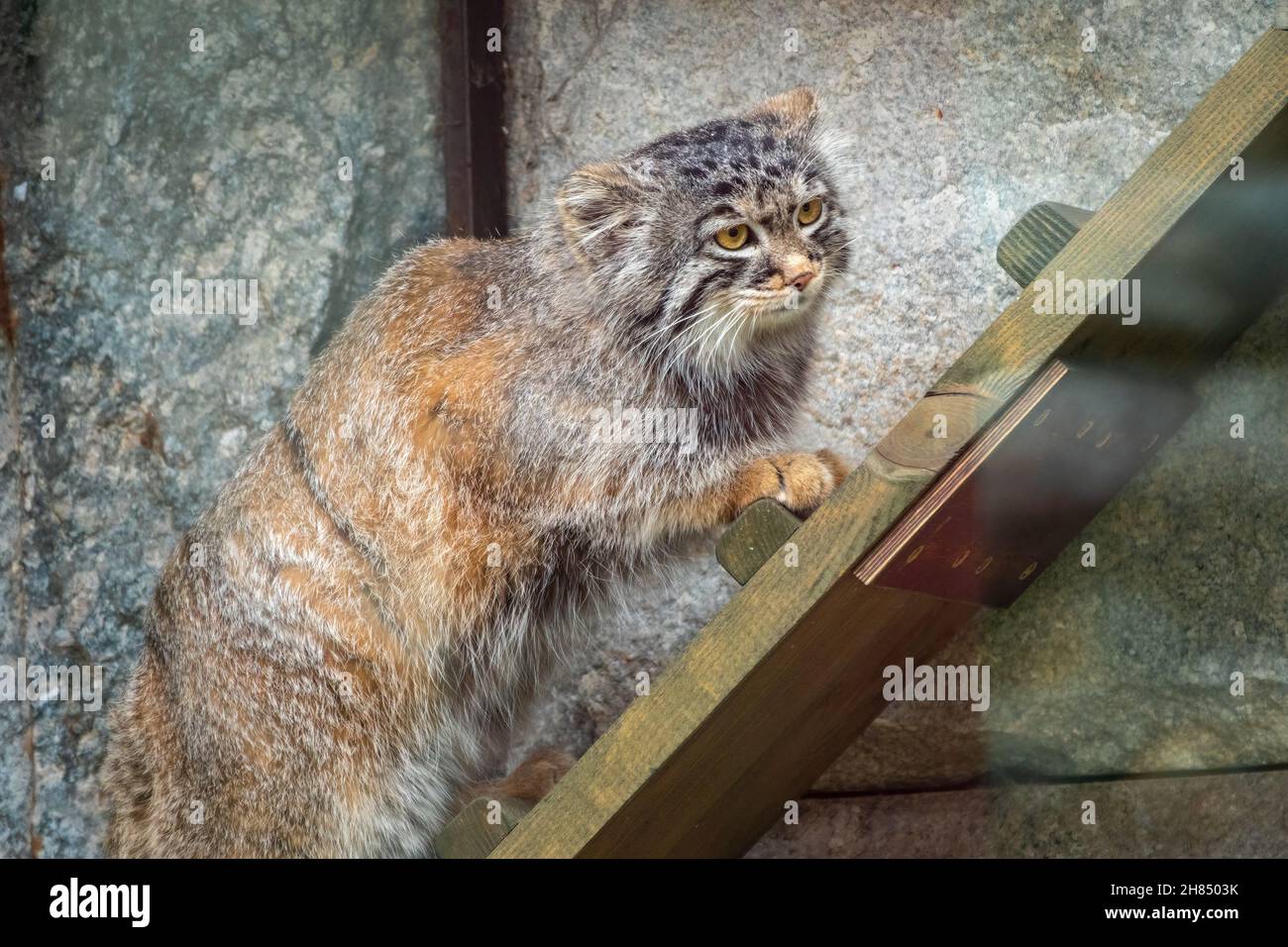 Wild cat manul or Pallas's cat, lat. Otocolobus manul, in the zoo, Manul is a small wild cat with long and dense light grey fur. Stock Photo