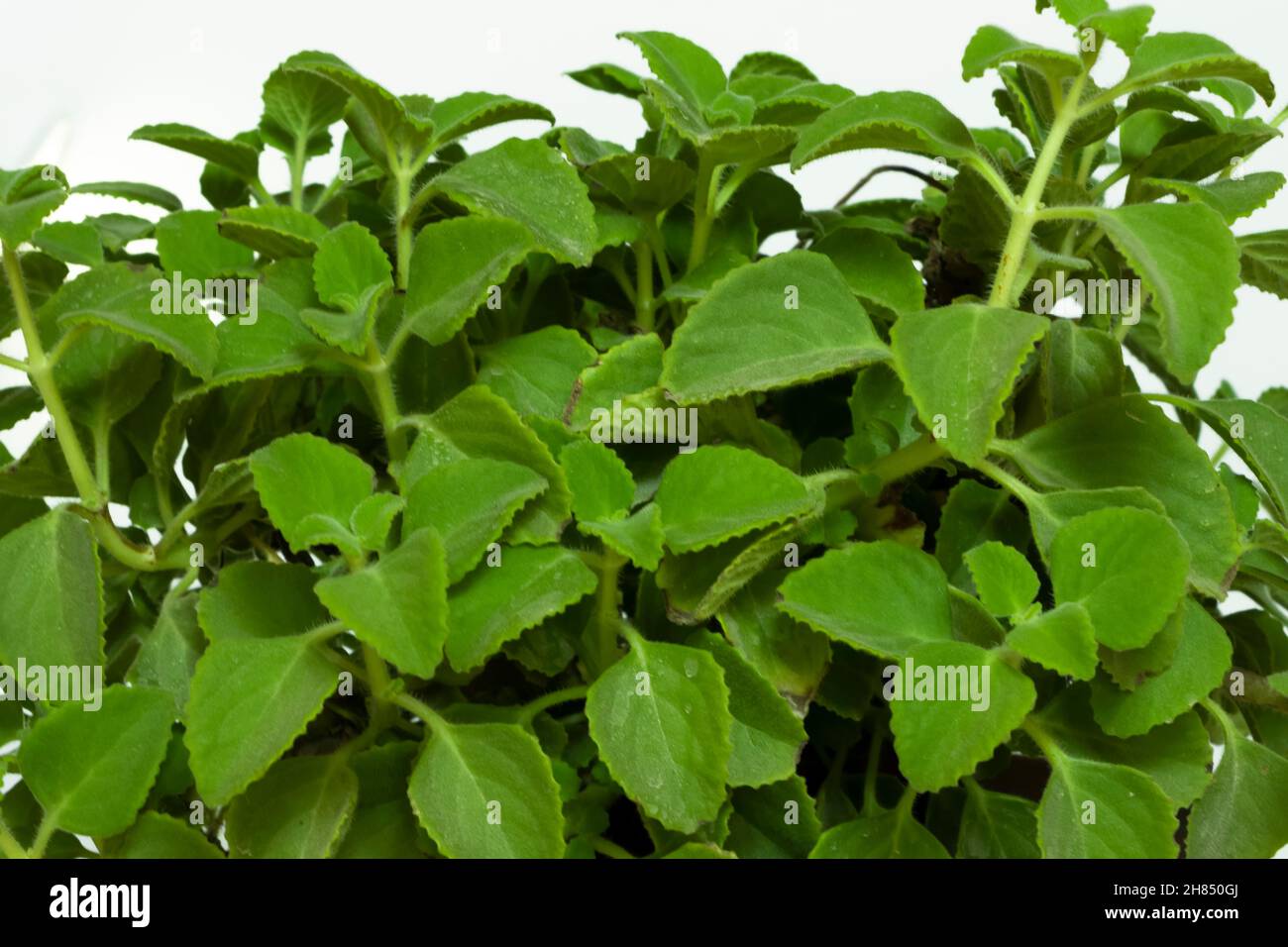 Closeup Image Of Kerala Ayurvedic Plant Coleus Barbatus Or Panikoorka. Selective Focus Stock Photo