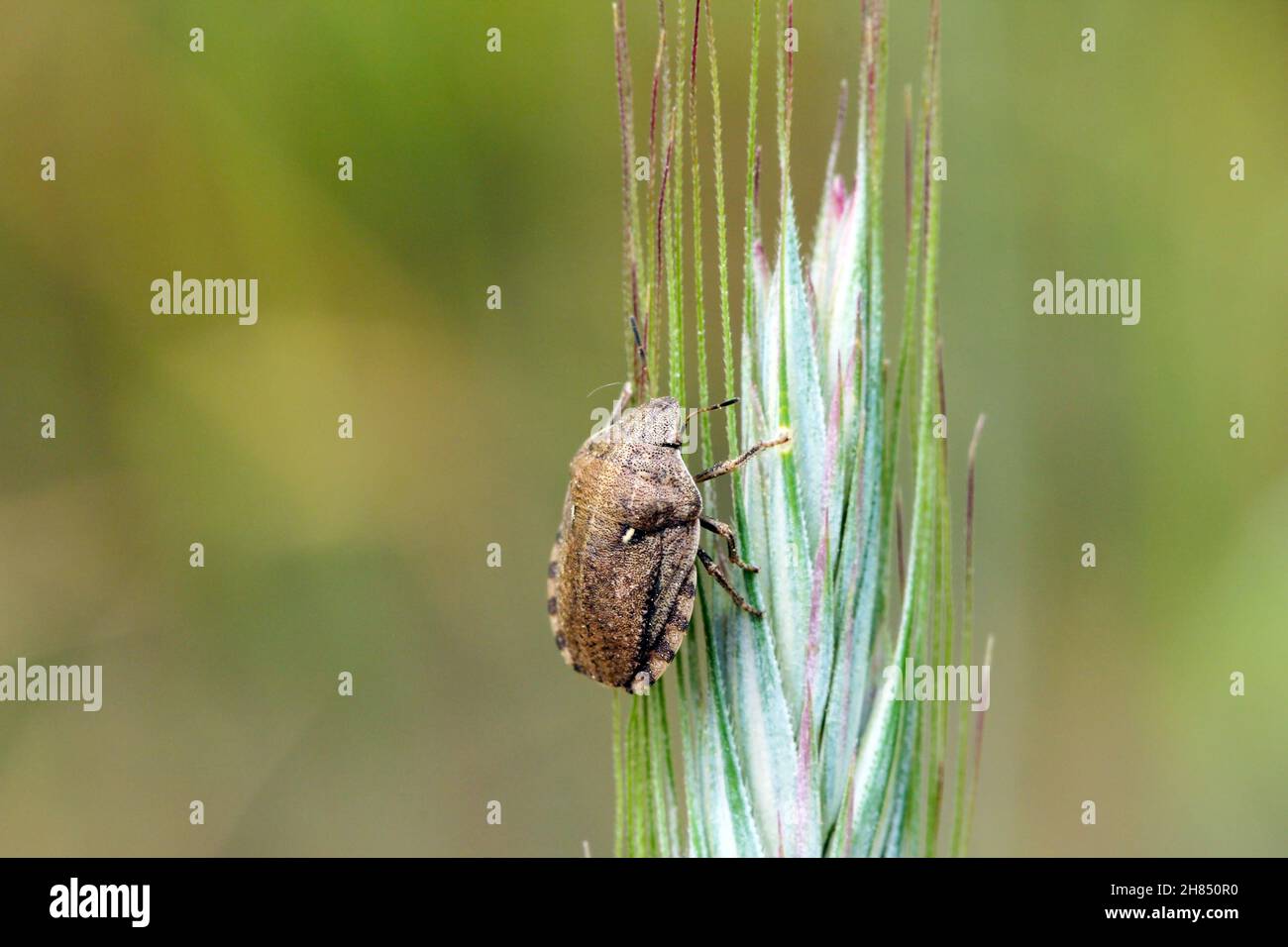 Eurygaster maura is a species of true bugs or shield-backed bugs belonging to the family Scutelleridae. It is a common pest of cereals. Stock Photo