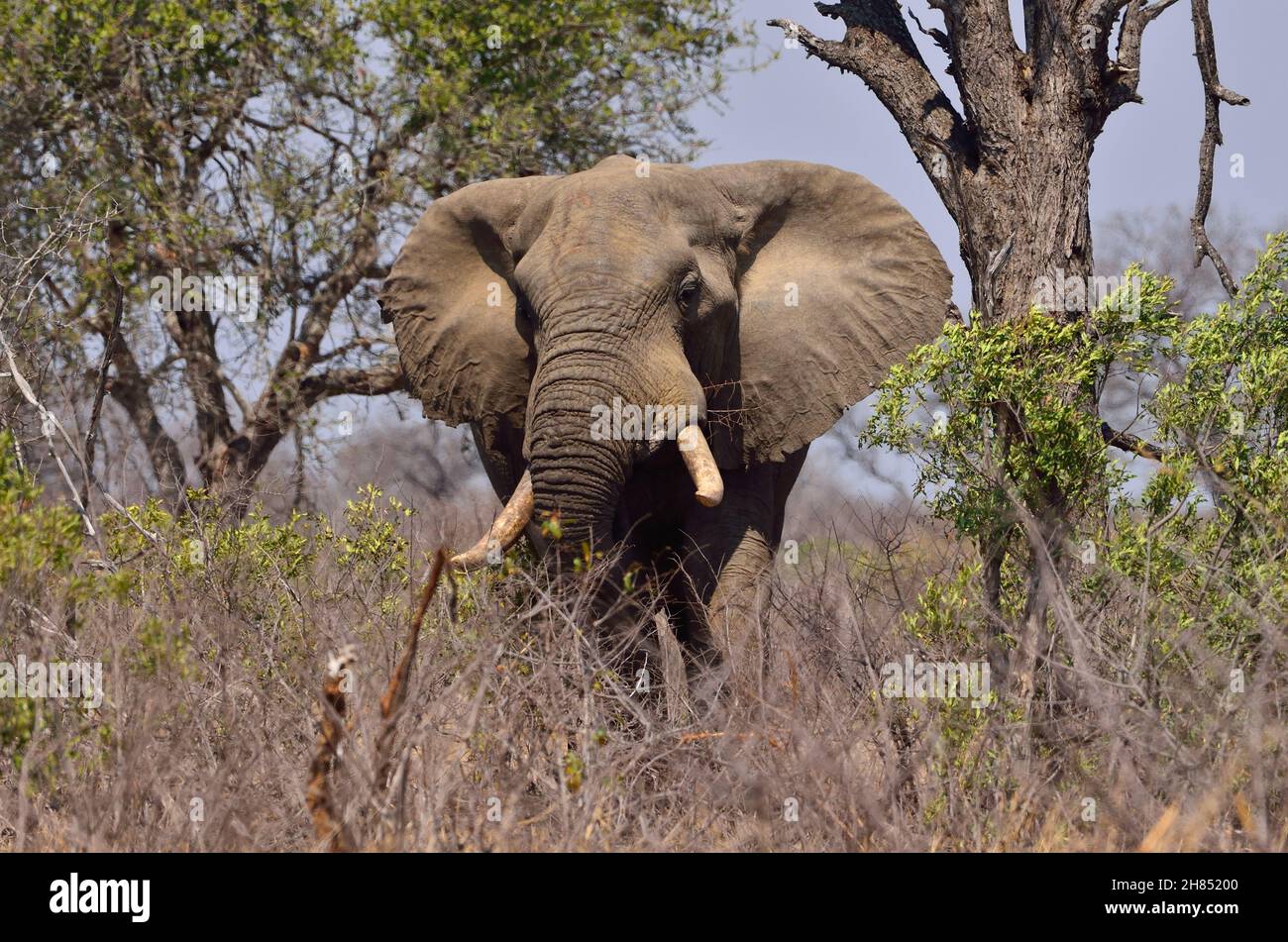 Afrikanischer Elefant, African bush elephant, Loxodonta africana, Kruger-Nationalpark, Südafrika, Kruger National Park, Republic of South Africa Stock Photo