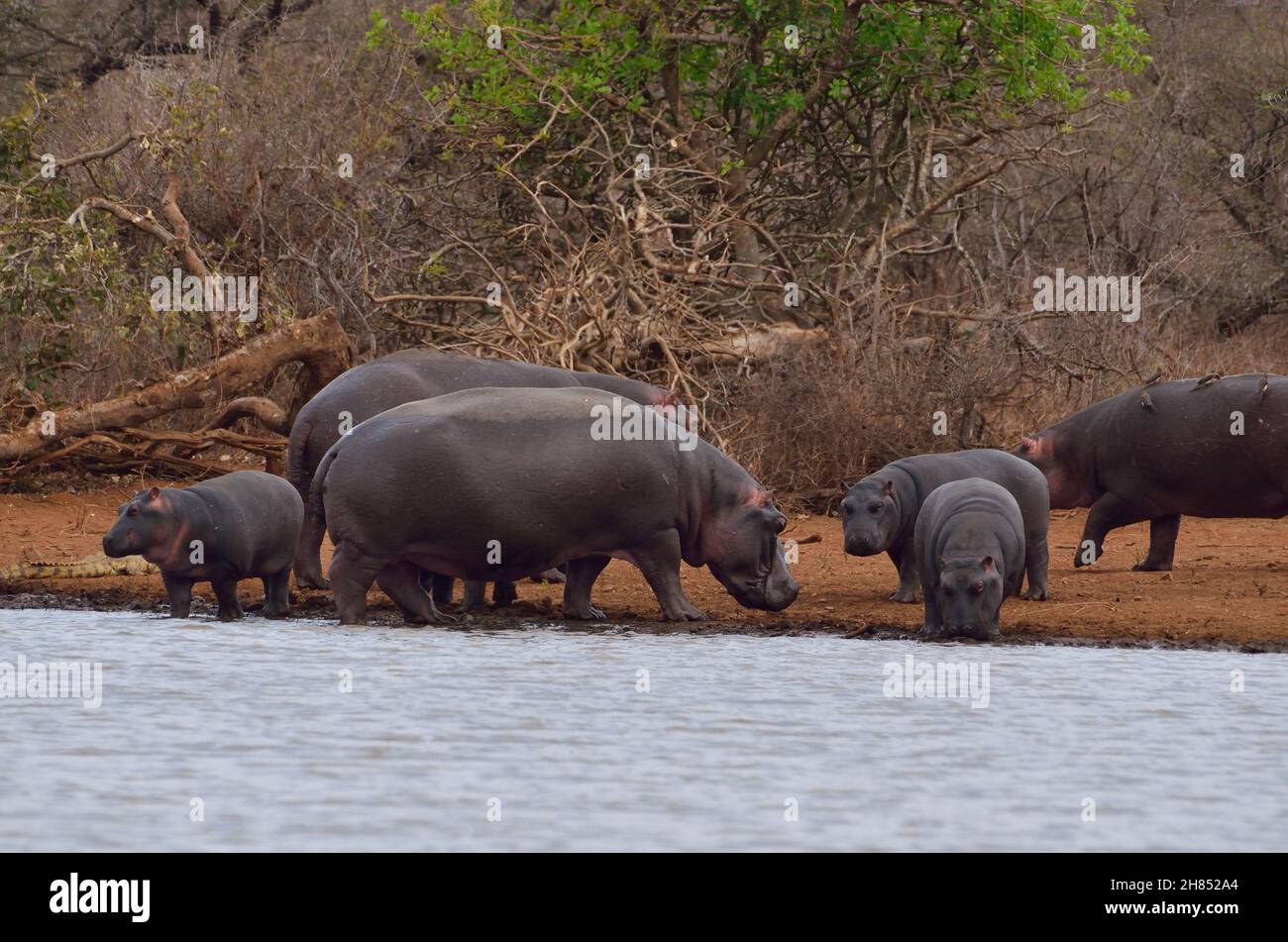 Flusspferd, hippo, common hippopotamus, Hippopotamus amphibius, Kruger-Nationalpark, Südafrika, Kruger National Park, Republic of South Africa Stock Photo