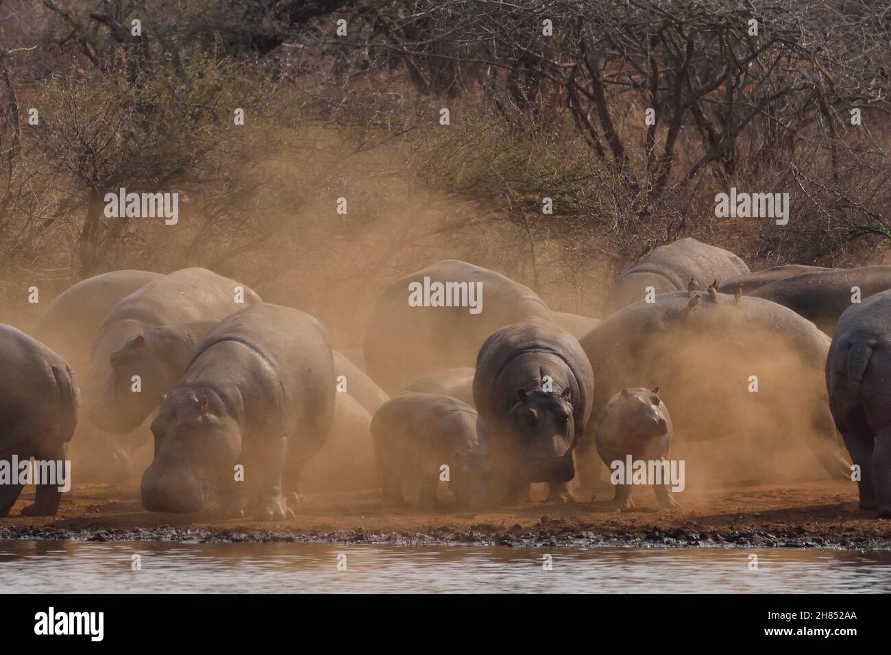 Flusspferd, hippo, common hippopotamus, Hippopotamus amphibius, Kruger-Nationalpark, Südafrika, Kruger National Park, Republic of South Africa Stock Photo