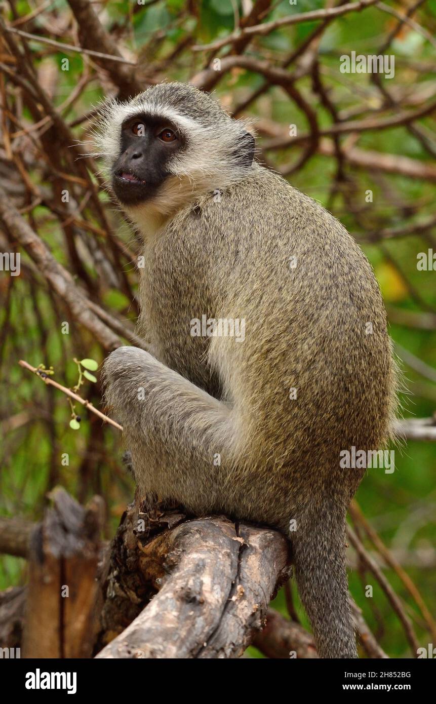 Grüne Meerkatze, Südliche Grünmeerkatze, vervet monkey, Chlorocebus pygerythrus, Kruger-Nationalpark, Südafrika, Kruger National Park, South Africa Stock Photo