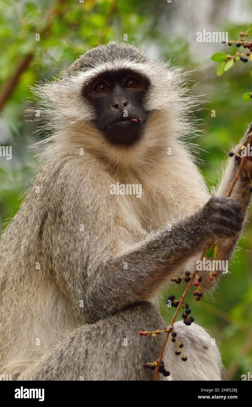 Grüne Meerkatze, Südliche Grünmeerkatze, vervet monkey, Chlorocebus pygerythrus, Kruger-Nationalpark, Südafrika, Kruger National Park, South Africa Stock Photo