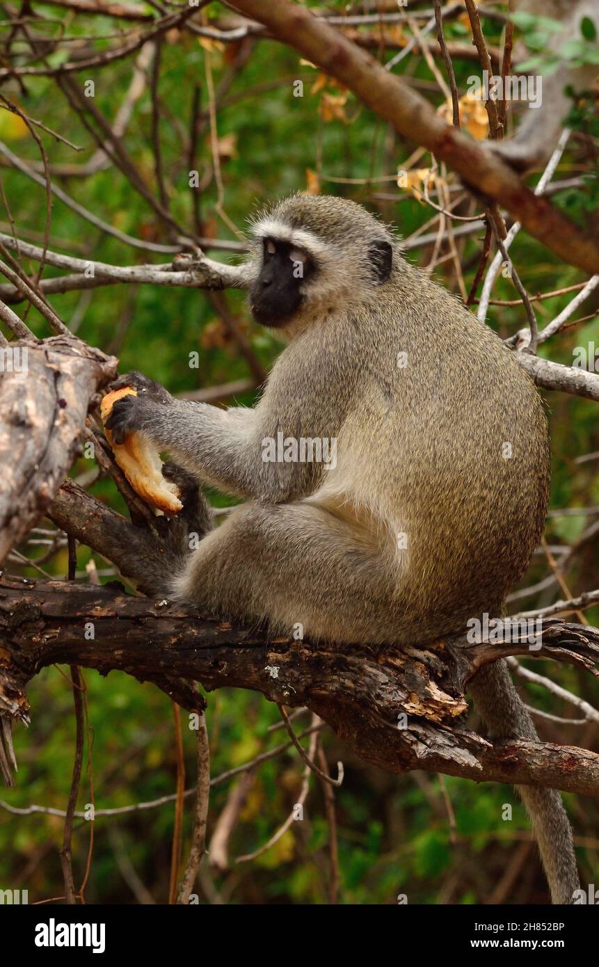 Grüne Meerkatze, Südliche Grünmeerkatze, vervet monkey, Chlorocebus pygerythrus, Kruger-Nationalpark, Südafrika, Kruger National Park, South Africa Stock Photo